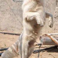 سگ بیابونی|سگ|ارژن, |دیوار