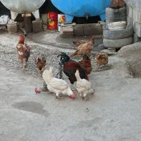 فروش مرغ لاری کرچ