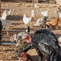 مرغ و خروس گلین عشایری