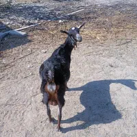 فروش بزسلاله|حیوانات مزرعه|چابهار, |دیوار