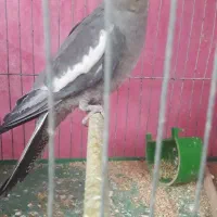 عروس هلندی ماده|پرنده|ابهر, |دیوار