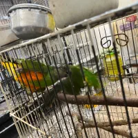 سنگال سینه قرمز جفت کار داده