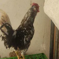 چند عدد خروس جوانه گلین