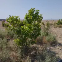 قیمت مناسب باغ|فروش زمین و ملک کلنگی|اصفهان, قهاب جنوبی|دیوار