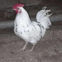 خروس و مرغ و گلین