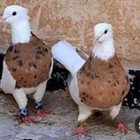 مسافتی آلمانی