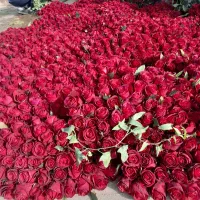 گل رز|گل و گیاه طبیعی|دزفول, |دیوار