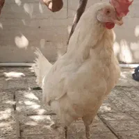 ۲عددمرغ سفید ماشینی و۲تامرغ محلی