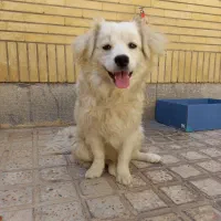 سگ پاپی