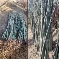 صنوبر نماد سرسبزی و پایداری در طبیعت|خدمات باغبانی و درختکاری|رشت, منظریه|دیوار