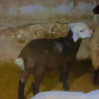 میش هترو زایده