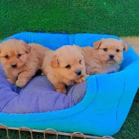 پامر پیکنیز مینیاتوری