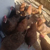 تعدادی مرغ و خروس محلی سالم و سرحال