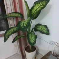 دوگل دیفن باخیاباگلدان