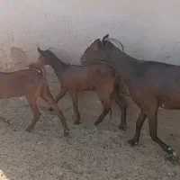 بز آبستن با دو کهره ماده بزرگ اطراف رویدر|حیوانات مزرعه|رویدر, |دیوار