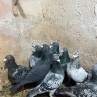 کفتر پلاکی زد خوردی