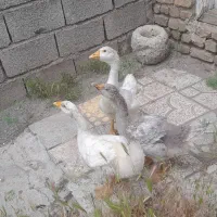 قو غاز|حیوانات مزرعه|خوی, |دیوار