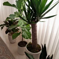 گل های آپارتمانی یوکا یک متری ۱۸۰۰،لیراتا ۱۵۰۰