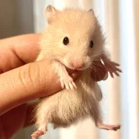 همستر در رنگهای مختلف دستی