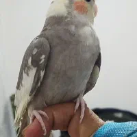 عروس هلندی نر