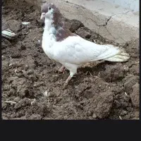 کبوتر|پرنده|محمدیه-قزوین, |دیوار