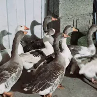 غاز محلی ،غاز محلی درشت ، غاز محلی نر و ماده|حیوانات مزرعه|سیاهکل, |دیوار