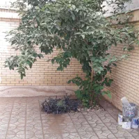 خانه دو طبقه واقع در بهترین لوکشین|فروش خانه و ویلا|شاهینشهر, گزبرخوار|دیوار