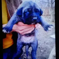 توله ی عراقی