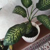 گل با گلدان|گل و گیاه طبیعی|دهگلان, |دیوار