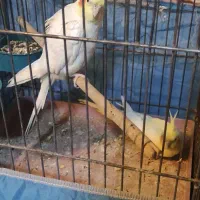 یک جفت عروس هلندی