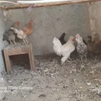 مرغ وخروس