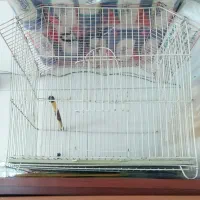 قفس سهره و قناری برای تمام پرندگان ریز جثه|لوازم جانبی حیوانات|فردیس, شهرک هفده شهریور|دیوار
