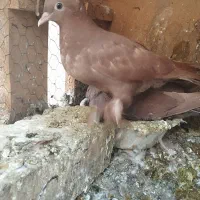 کفتر رواعب سرخ