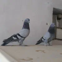 کبوتر ترکیه وارداتی