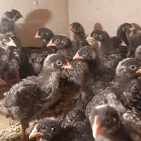 جوجه خروس پیلموت راک امریکایی