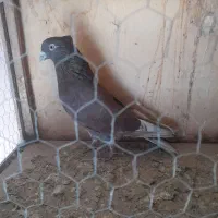 کفتر سرخ|پرنده|مشکین‌دشت, |دیوار