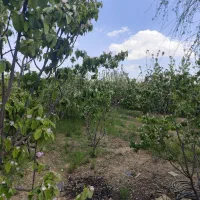 خرید و فروش انواع باغ و باغ ویلا