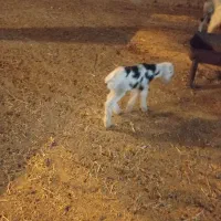 دو عدد بره|حیوانات|جویم, |دیوار