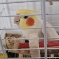 گم شده عروس هلندی