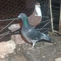 مگس چاپی و ریش سرخ کفتر کوه