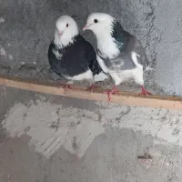 ی جفت نرو ماده ب شرط
