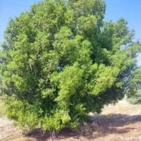 خریدار چوب قطع و هرس درخت