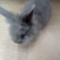 خرگوش مینی لوپ ترکیش