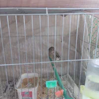 قناری نر|پرنده|بیرجند, |دیوار