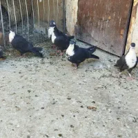 کبوتر|پرنده|درمیان, |دیوار