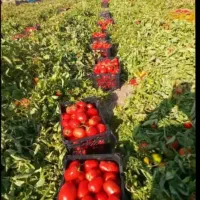 اجاره گوجه میدانی