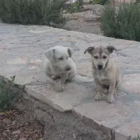 سگ اشپیز روباهی