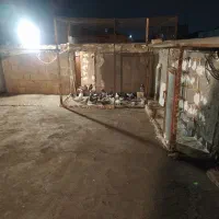 تیقه فروشی باب عشق بازان با کفتر