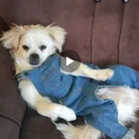 توله سگ اشپیتز. سگ آپارتمانی|سگ|آبادان, |دیوار