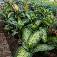 هدیه روز زن و مادر تحویل درب منزل|گل و گیاه طبیعی|بندرعباس, |دیوار